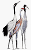 Sketch of Cranes