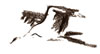 Cranes Flying