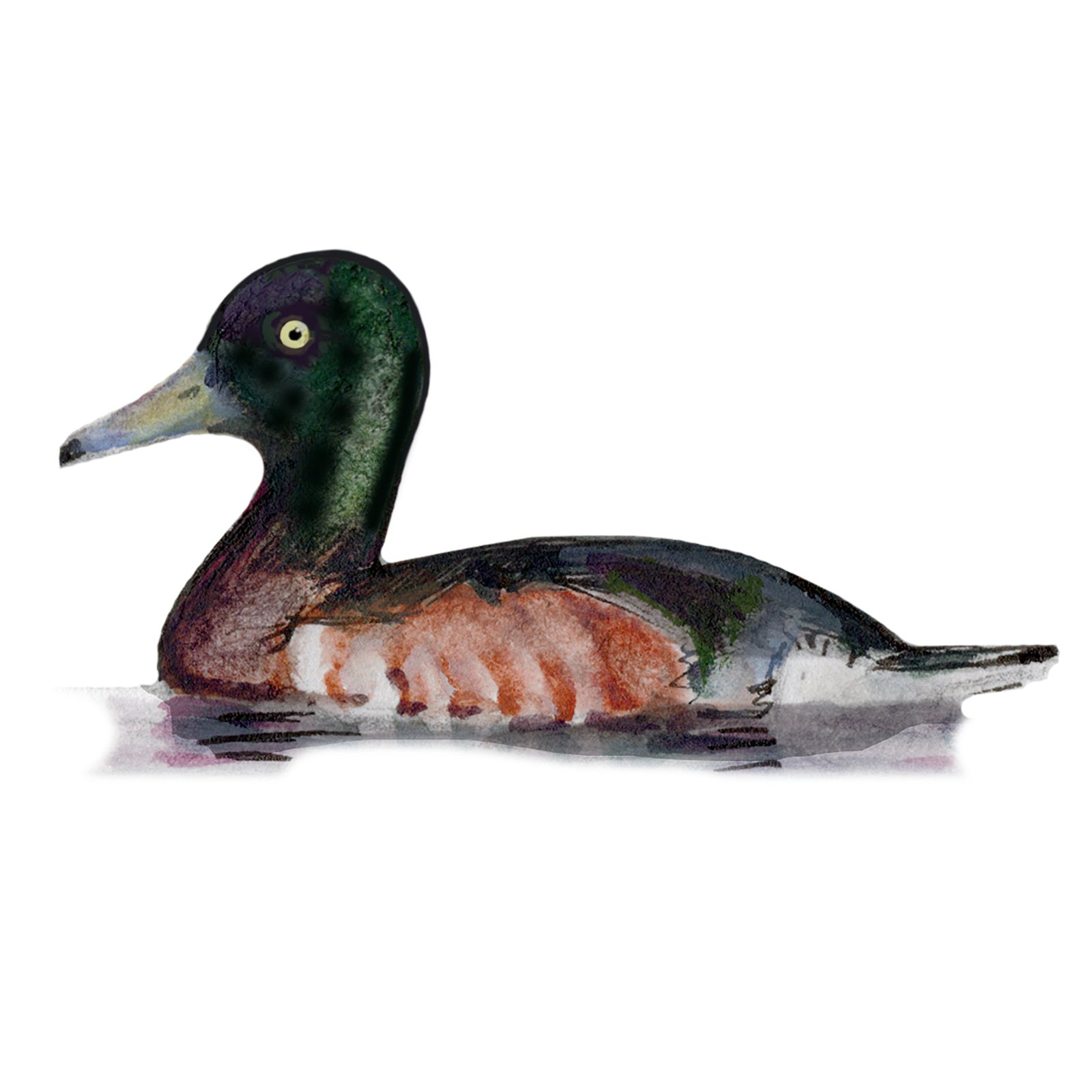 Artwork by Gina Mikel: Duck - Baer's Pochard, Aythya baeri