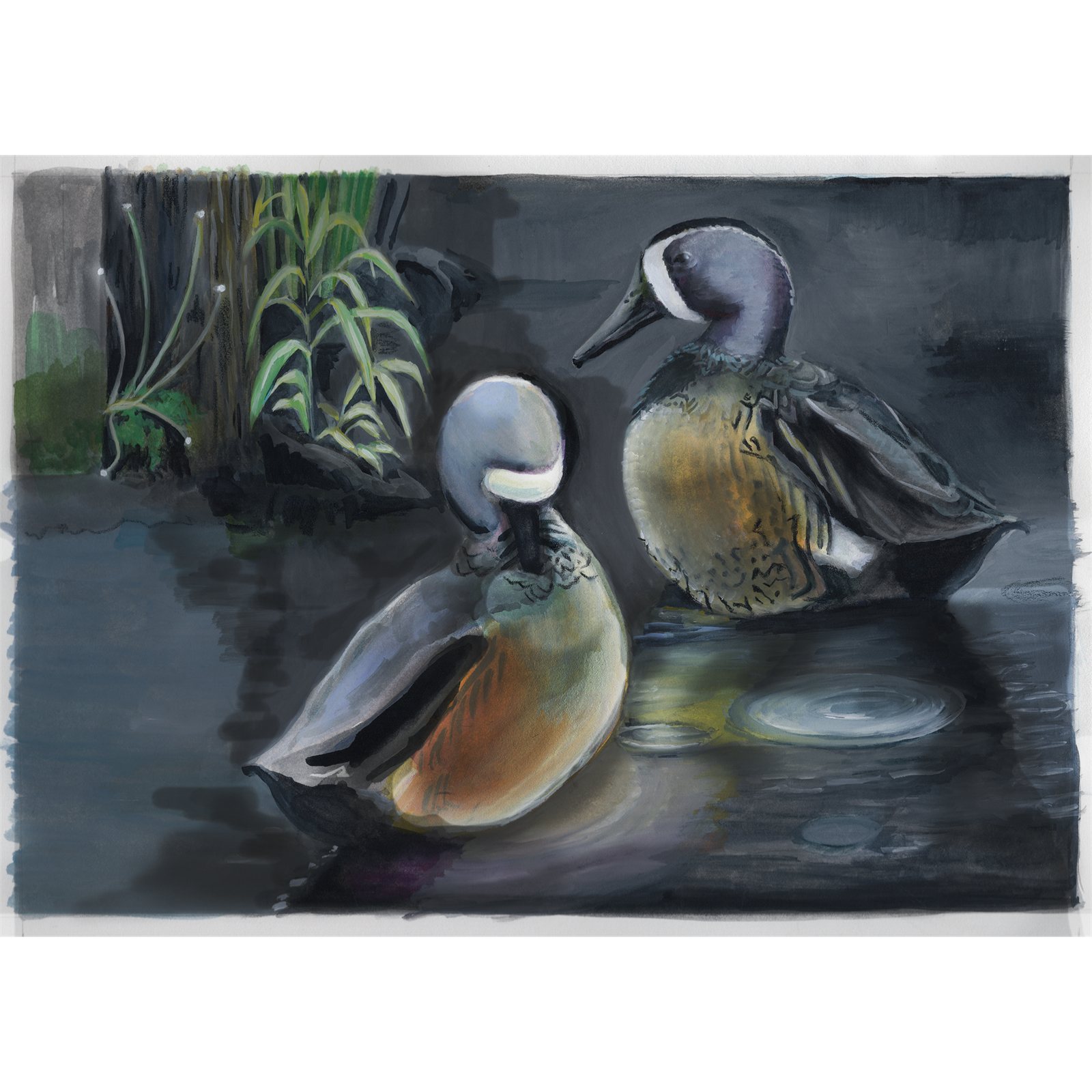 Artwork by Gina Mikel: Duck - Blue-winged Teals, Spatula discors