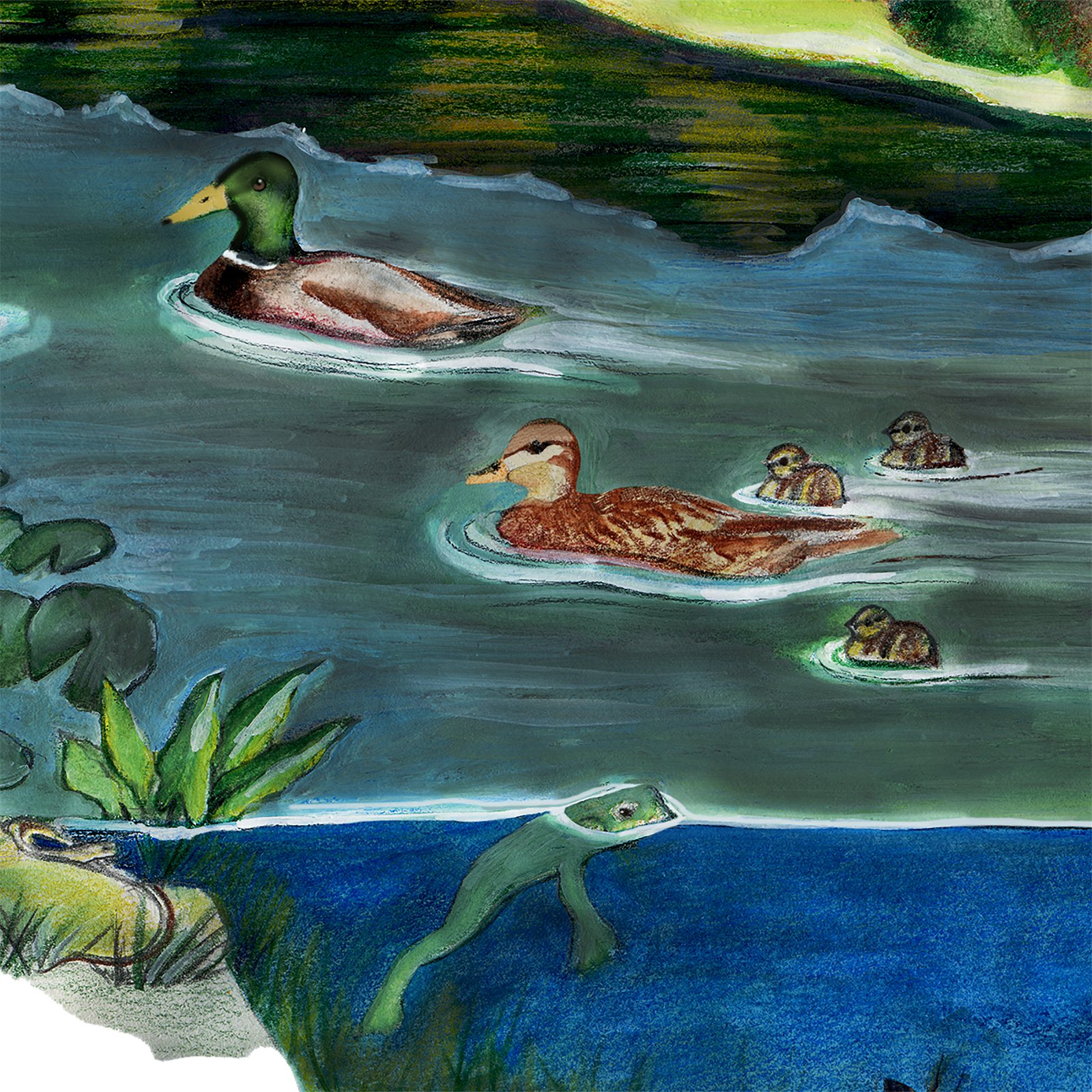 Artwork by Gina Mikel: Duck - Mallards - Brooklyn Pond, Anas platyrhynchos