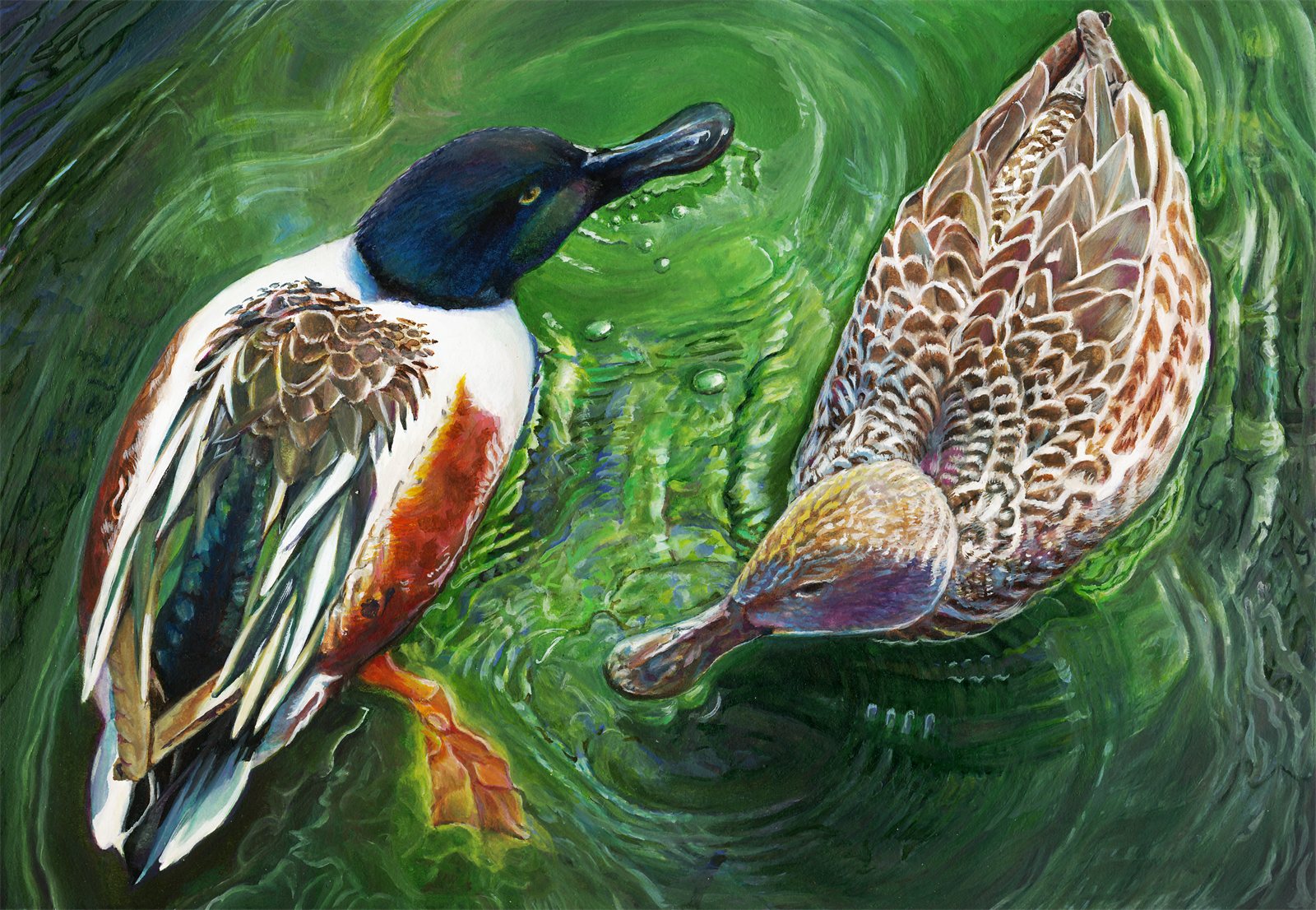 Artwork by Gina Mikel: Duck - Northern Shovelers, Spatula clypeata