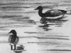 ducks in lake