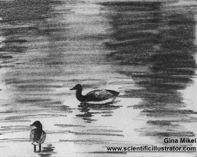 ducks, Lake Michigan, Chicago