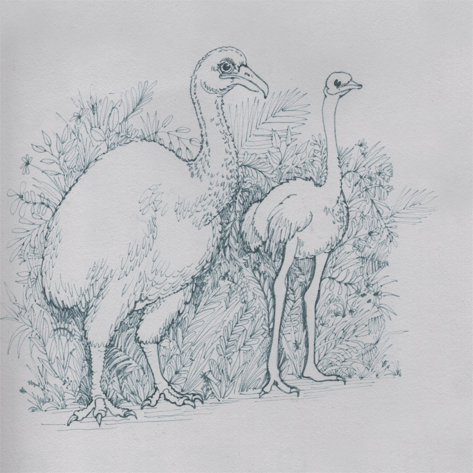 Artwork by Gina Mikel: Elephant Bird & Ostrich, Aepyornis maximus; Struthio camelus