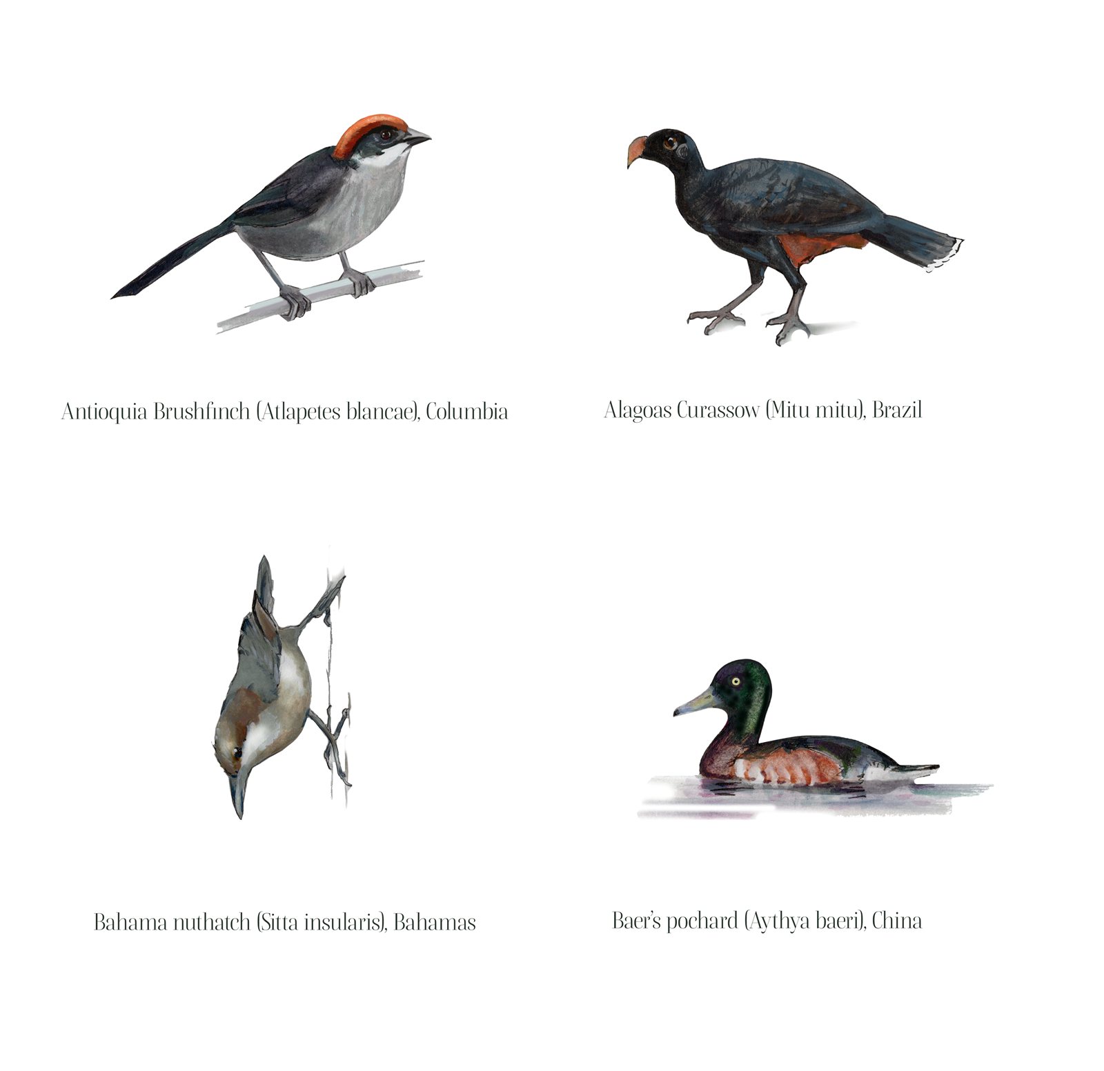 Artwork by Gina Mikel: Endangered Birds