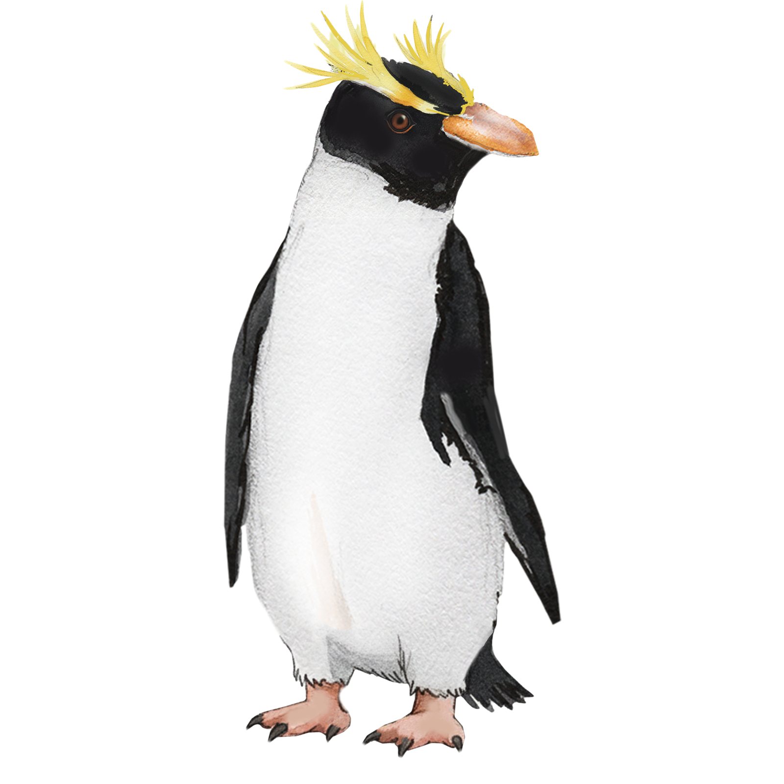 Artwork by Gina Mikel: Erect-crested Penguin, Eudyptes sclateri