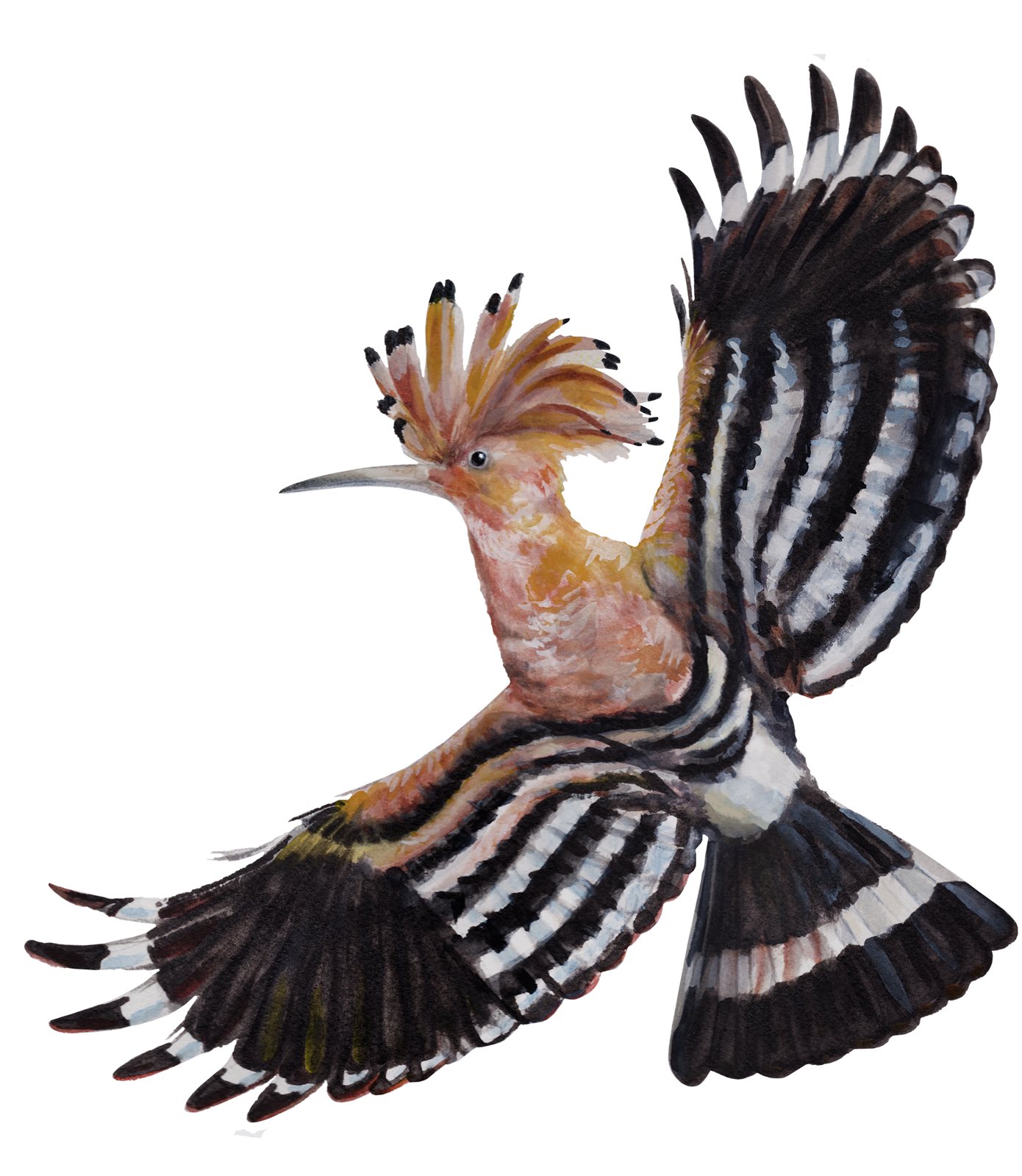 Artwork by Gina Mikel: Eurasian Hoopoe, Upupa epops