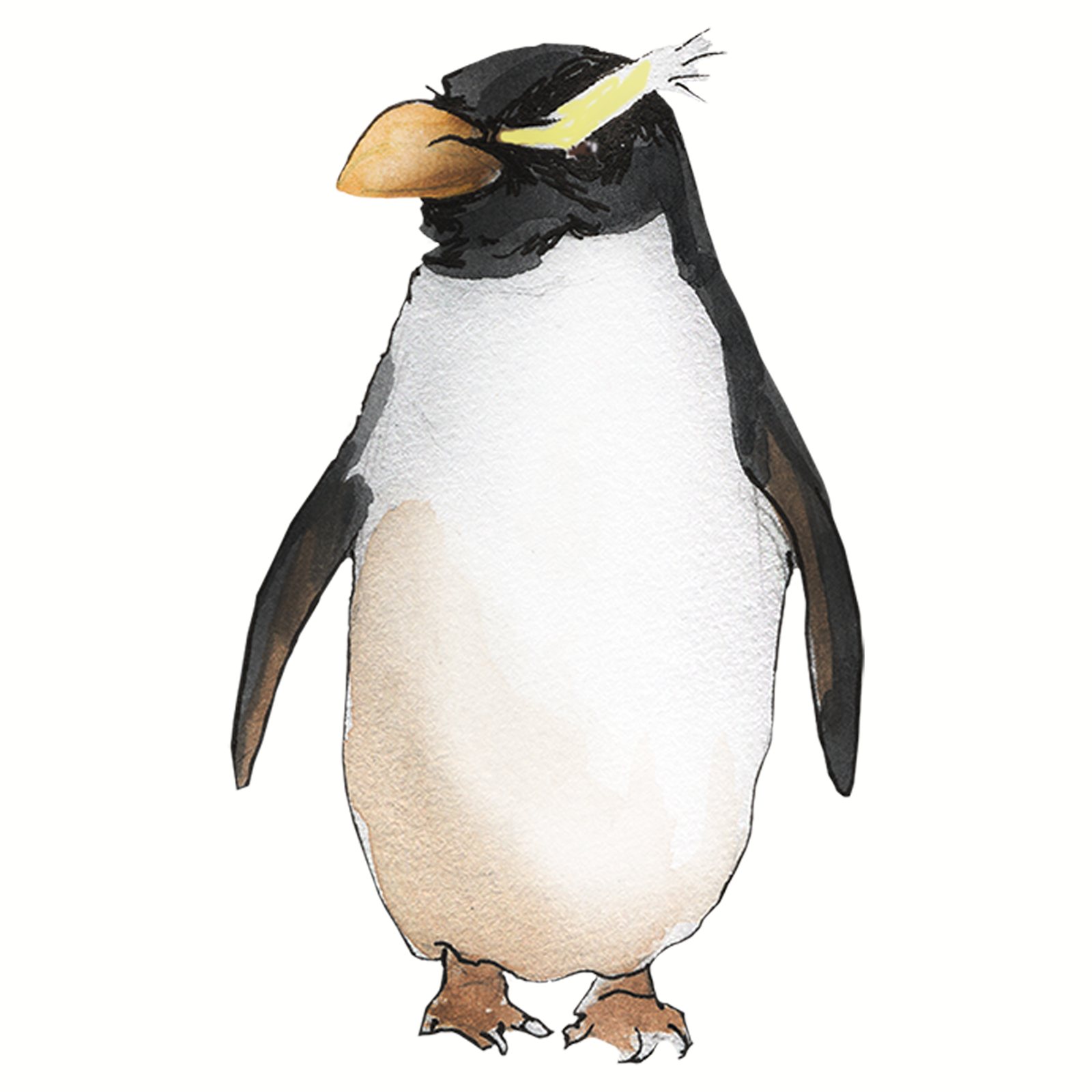 Artwork by Gina Mikel: Fiordland Penguin, Eudyptes pachyrhynchus