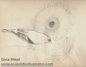 goldfinch and sunflower
