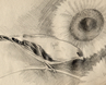 sketch of goldfinch and sunflower