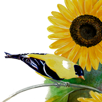 Goldfinch