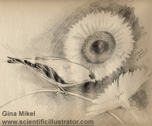 goldfinch and sunflower