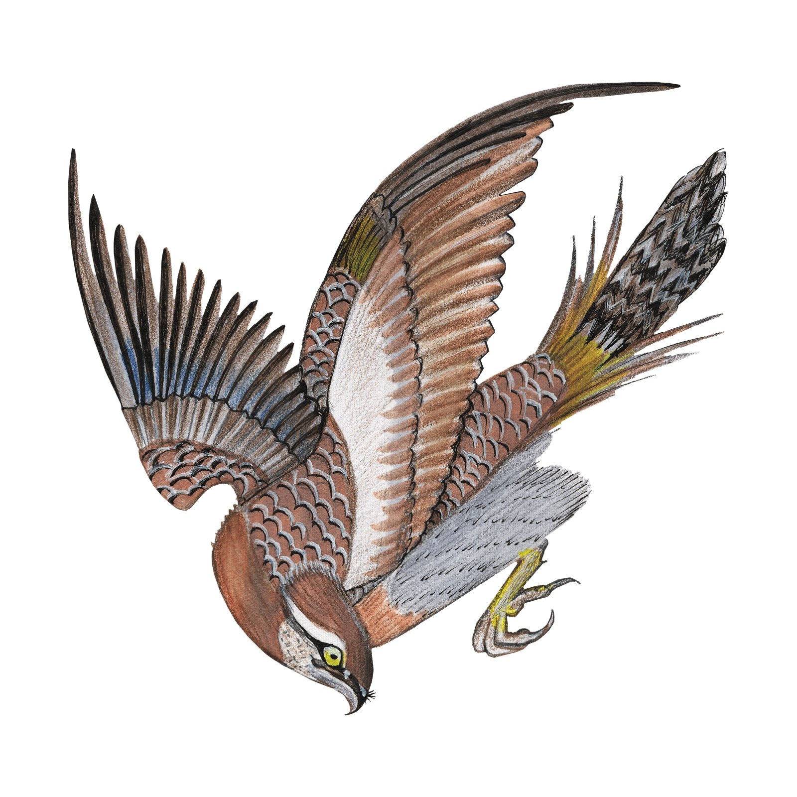 Artwork by Gina Mikel: Goshawk, Accipiter gentilis