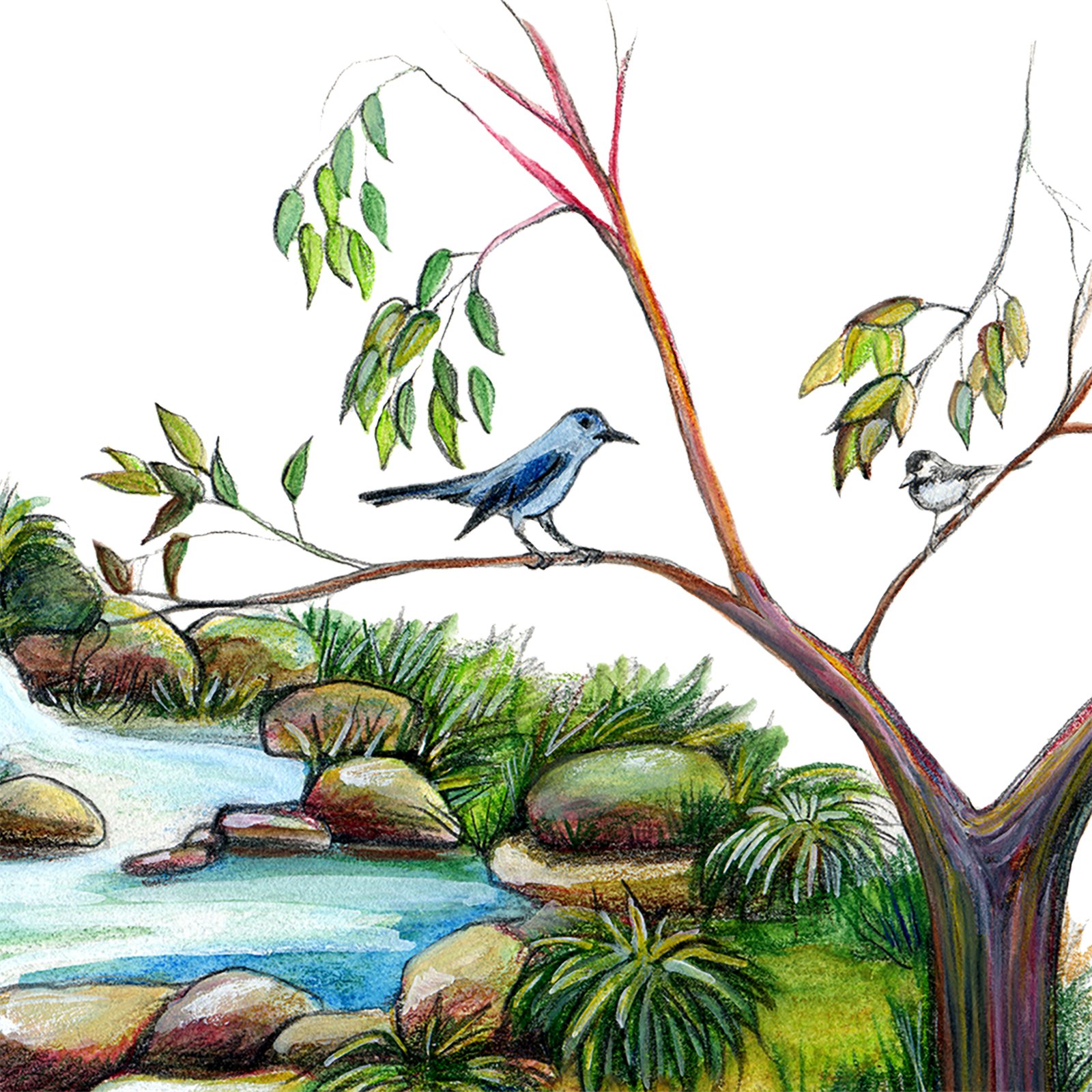 Artwork by Gina Mikel: Gray Catbird - Brooklyn Park, Dumetella carolinensis