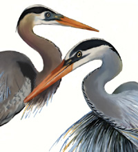 herons, watercolor