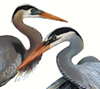 great blue herons, watercolor