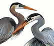 herons