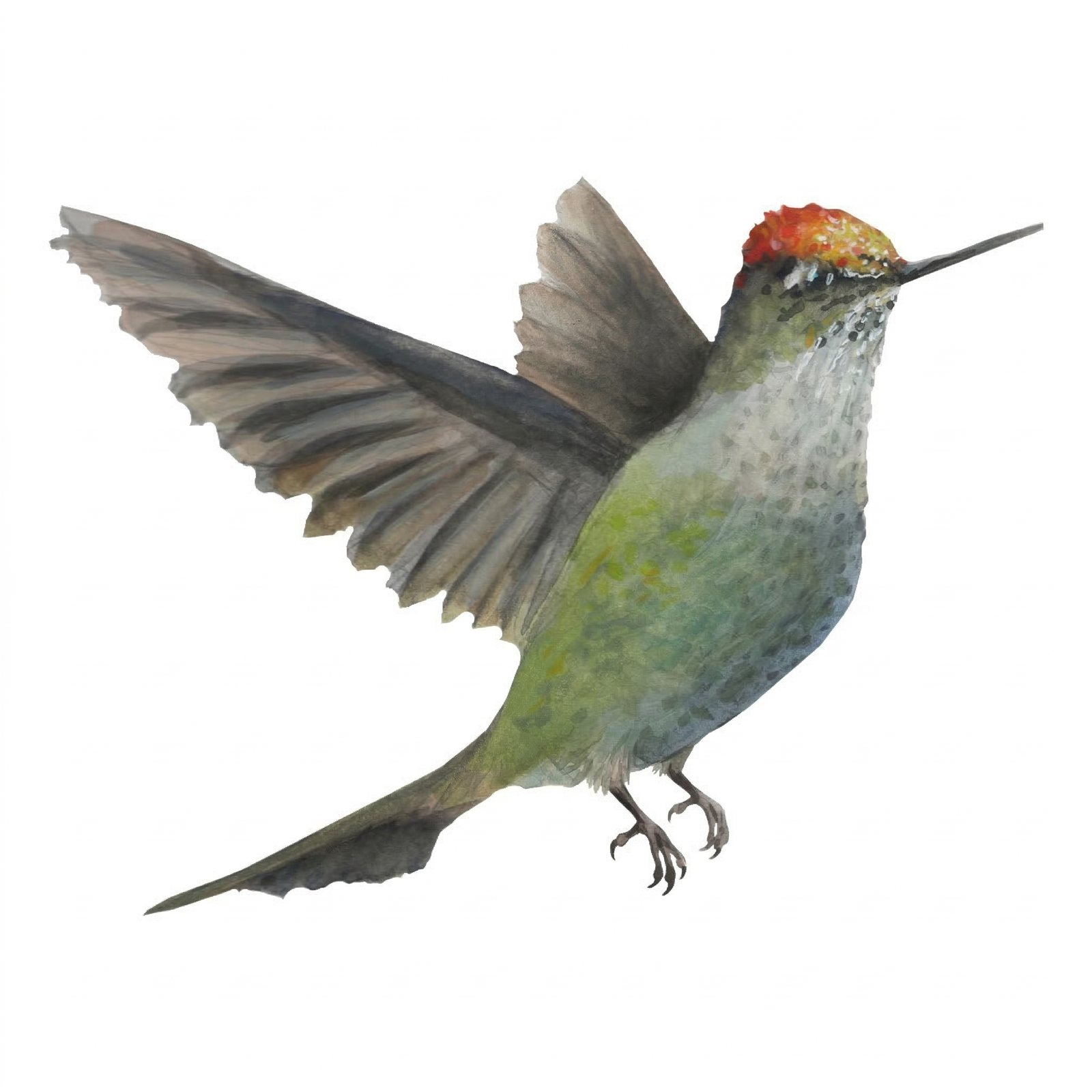 Artwork by Gina Mikel: Green-backed Firecrown, Sephanoides sephanoides