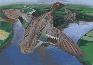 green winged teal
