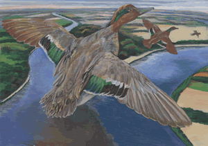 green winged teal