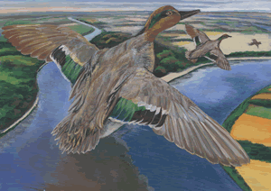 green winged teal