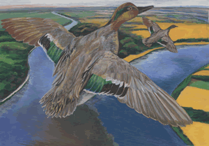 green winged teal