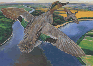 green winged teal