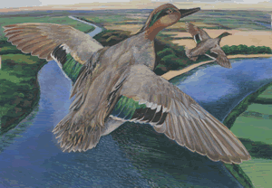 green winged teal