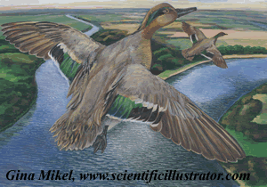 green winged teal