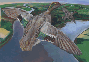 green winged teal