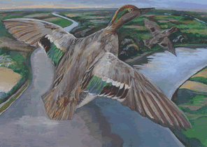 green winged teal