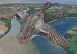 green winged teal