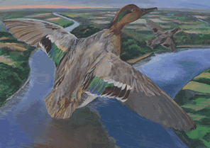 green winged teal