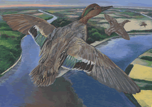 green winged teal