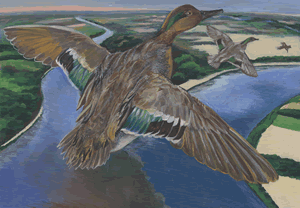 green winged teal