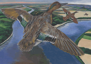 green winged teal