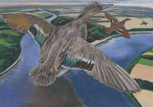 green winged teal