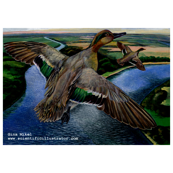 Green Wing Teal