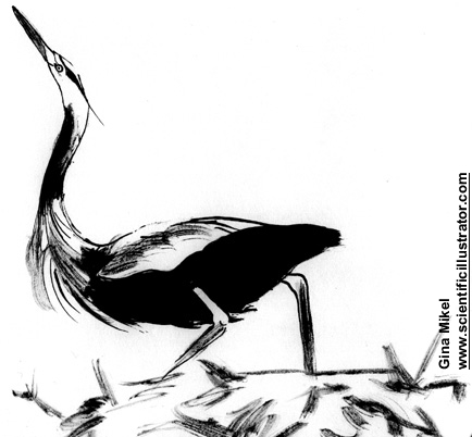 heron