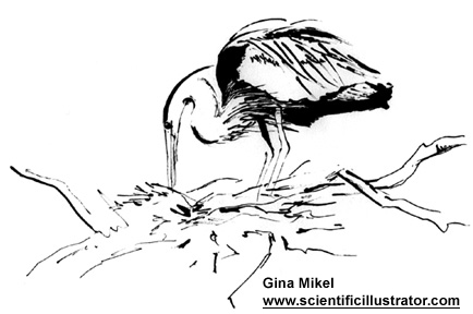 heron in nest