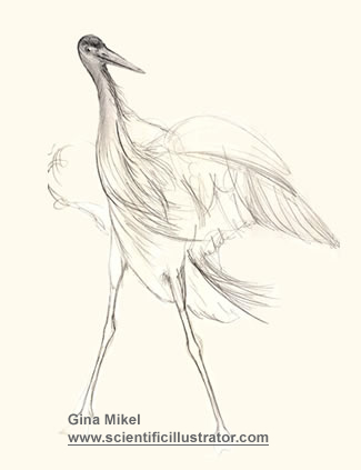 heron