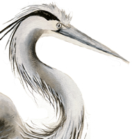 great blue heron