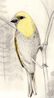honeycreeper