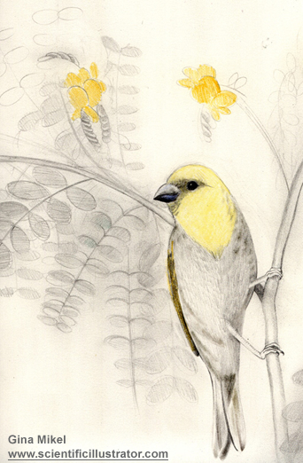 honeycreeper