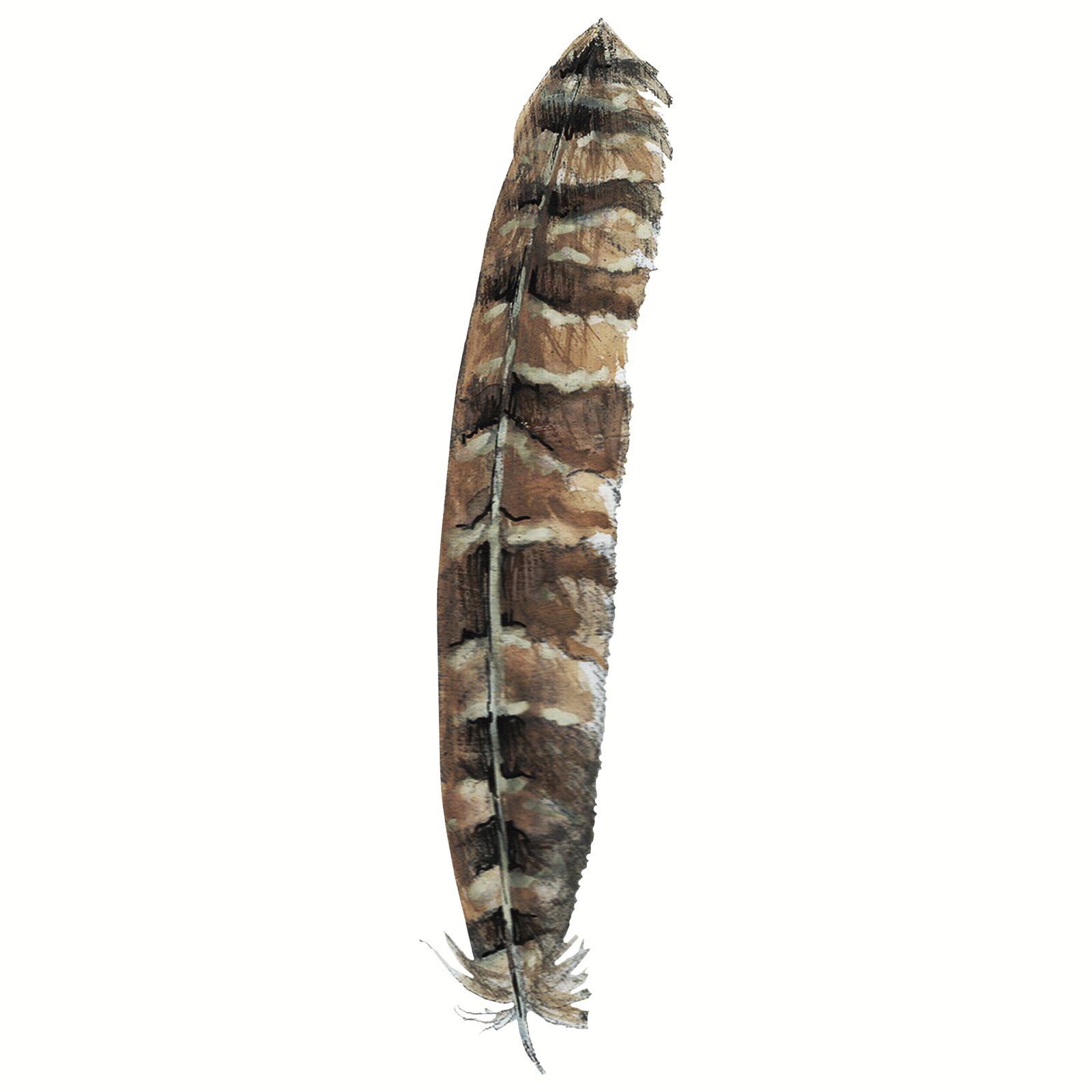 Artwork by Gina Mikel: Horned Owl Feather, Bubo virginianus