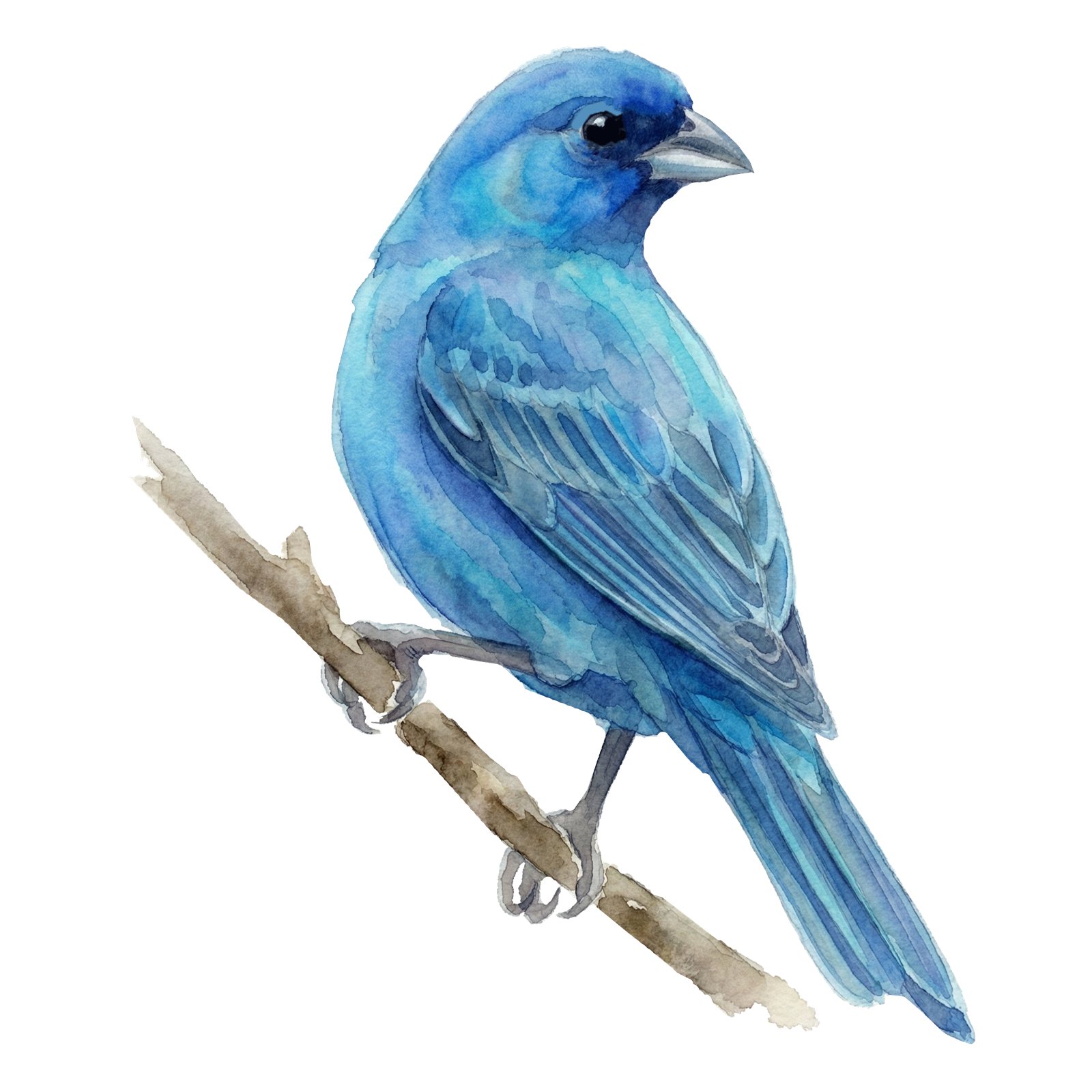 Artwork by Gina Mikel: Indigo Bunting, Passerina cyanea