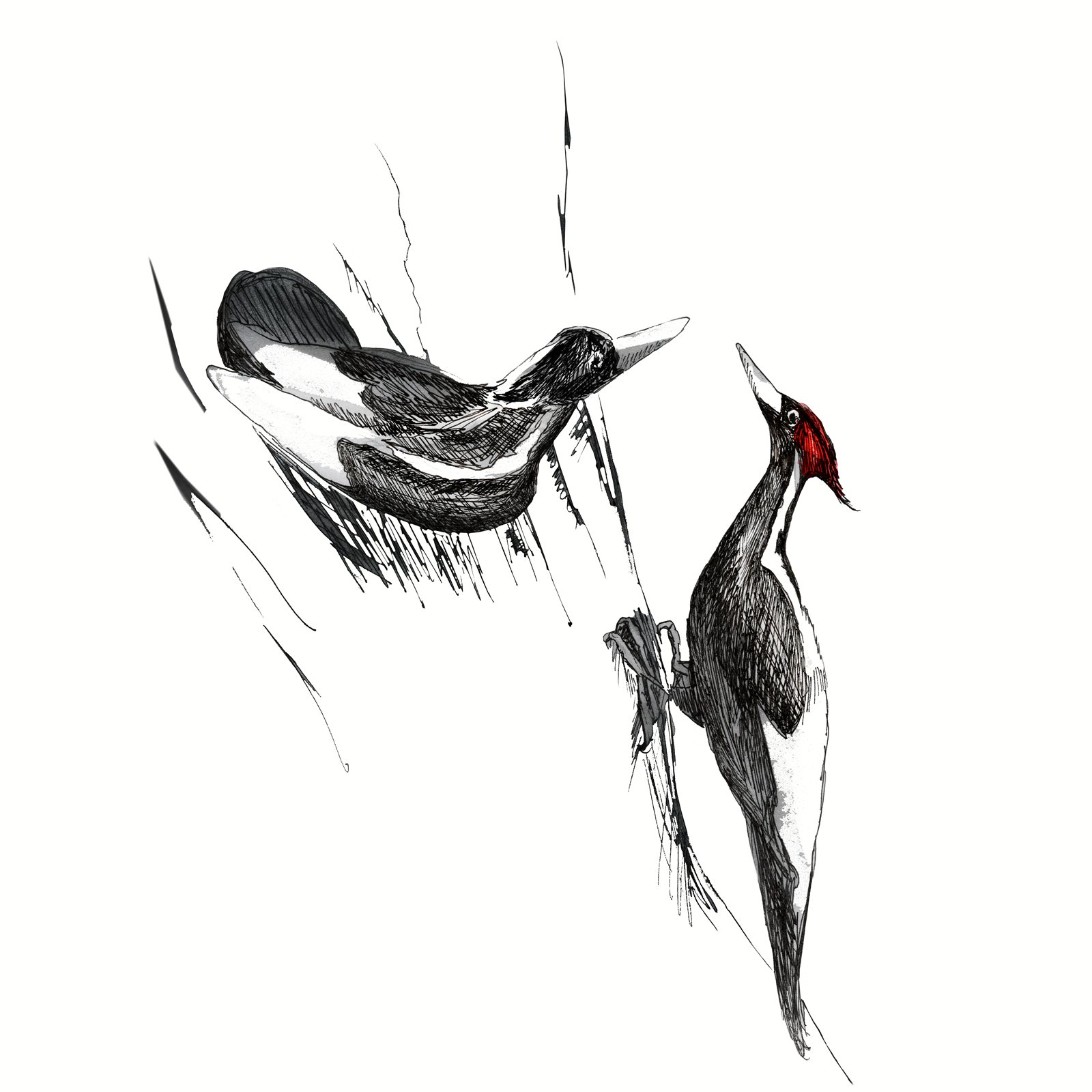 Artwork by Gina Mikel: Ivory-billed Woodpeckers, Campephilus principalis