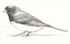 junco
