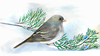 junco